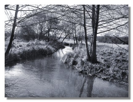 treeriver.jpg